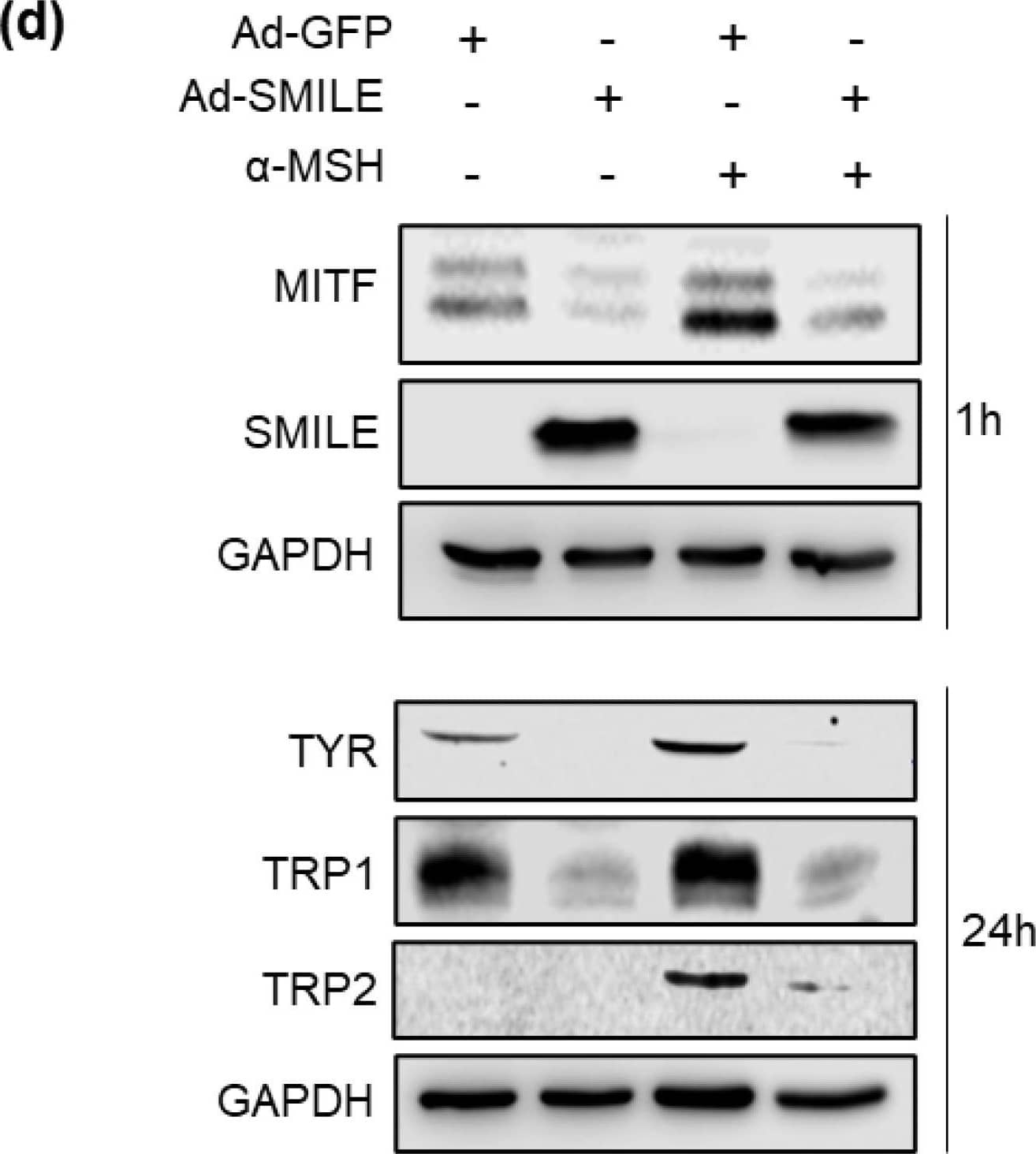 Western Blot Zhangfei Antibody - Azide and BSA Free