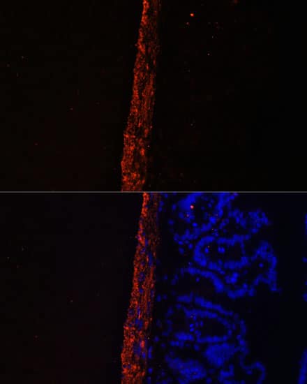 Immunocytochemistry/ Immunofluorescence: MYL9 Antibody - Azide and BSA Free [MYL9] - Immunofluorescence analysis of Mouse intestine using MYL9 Rabbit pAb  at dilution of 1:100. Blue: DAPI for nuclear staining.