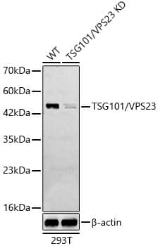 Western Blot: TSG101 Antibody - Azide and BSA Free [NBP2-94900] - Western blot analysis of extracts from normal (control) and TSG101 knockdown (KD) SH-SY5Y(KD) cells, using TSG101 Rabbit pAb (A2216) at 1:800 dilution.Secondary antibody: HRP Goat Anti-Rabbit IgG (H+L) (AS014) at 1:10000 dilution.Lysates/proteins: 25ug per lane.Blocking buffer: 3% nonfat dry milk in TBST.Detection: ECL Basic Kit (RM00020).Exposure time: 30s.