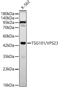 <b>Genetic Strategies Validation. </b>Western Blot: TSG101 Antibody - Azide and BSA Free [NBP2-94900] - Western blot analysis of K-562, using TSG101 Rabbit pAb (A2216) at 1:800 dilution.Secondary antibody: HRP Goat Anti-Rabbit IgG (H+L) (AS014) at 1:10000 dilution.Lysates/proteins: 25ug per lane.Blocking buffer: 3% nonfat dry milk in TBST.Detection: ECL Basic Kit (RM00020).Exposure time: 30s.