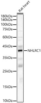 Western Blot: NHLRC1 Antibody - Azide and BSA Free [NHLRC1] - Western blot analysis of lysates from Rat heart, using NHLRC1 Rabbit pAb  at 1:6000 dilution.&lt;br&gt;Secondary antibody: HRP-conjugated Goat anti-Rabbit IgG (H+L)  at 1:10000 dilution.&lt;br&gt;Lysates/proteins: 25ug per lane.&lt;br&gt;Blocking buffer: 3% nonfat dry milk in TBST.&lt;br&gt;Detection: ECL Basic Kit .&lt;br&gt;Exposure time: 60s.