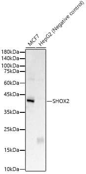 Western Blot SHOX2 Antibody - BSA Free
