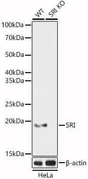 Western Blot: SRI Antibody - BSA Free [SRI] - Western blot analysis of lysates from wild type(WT) and SRI knockout (KO) HeLa(KO) cells, using [KO Validated] SRI Rabbit pAb  at 1:1000 dilution.Secondary antibody: HRP Goat Anti-Rabbit IgG (H+L)  at 1:10000 dilution.Lysates/proteins: 25ug per lane.Blocking buffer: 3% nonfat dry milk in TBST.Detection: ECL Basic Kit .Exposure time: 1s.