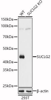 <b>Genetic Strategies Validation. </b>Western Blot: SUCLG2 Antibody - Azide and BSA Free [SUCLG2] - Western blot analysis of lysates from wild type(WT) and SUCLG2 knockout (KO) 293T(KO) cells, using [KO Validated] SUCLG2 Rabbit pAb  at 1:3000 dilution.Secondary antibody: HRP Goat Anti-Rabbit IgG (H+L)  at 1:10000 dilution.Lysates/proteins: 25ug per lane.Blocking buffer: 3% nonfat dry milk in TBST.Detection: ECL Basic Kit .Exposure time: 1s.