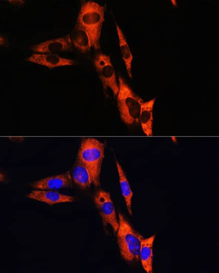 Immunocytochemistry/ Immunofluorescence: Sodium Potassium ATPase Beta 1 Antibody - BSA Free [Sodium Potassium ATPase Beta 1] - Immunofluorescence analysis of NIH/3T3 cells using Sodium Potassium ATPase Beta 1 Rabbit pAb  at dilution of 1:100. Blue: DAPI for nuclear staining.