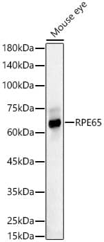 Western Blot: RPE65 Antibody - BSA Free [NBP2-95096] - Western blot analysis of lysates from Mouse eye, using RPE65 Rabbit pAb (A9841) at  1:3000 dilution.Secondary antibody: HRP Goat Anti-Rabbit IgG (H+L) (AS014) at 1:10000 dilution.Lysates/proteins: 25μg per lane.Blocking buffer: 3% nonfat dry milk in TBST.Detection: ECL Basic Kit (RM00020).Exposure time: 30s.