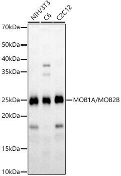 Western Blot: MOB4A/MOBKL1B Antibody - Azide and BSA Free [MOB4A/MOBKL1B] - Western blot analysis of various lysates, using MOB1A/MOB2B Rabbit pAb  at 1:1500 dilution.Secondary antibody: HRP-conjugated Goat anti-Rabbit IgG (H+L)  at 1:10000 dilution.Lysates/proteins: 25ug per lane.Blocking buffer: 3% nonfat dry milk in TBST.Detection: ECL Basic Kit .Exposure time: 30s.