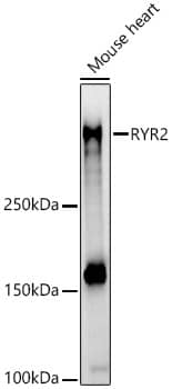 Western Blot: Ryanodine Receptor 2 Antibody - Azide and BSA Free [Ryanodine Receptor 2] - Western blot analysis of lysates from Mouse heart, using Ryanodine Receptor 2 Rabbit pAb  at  1:700 dilution.Secondary antibody: HRP-conjugated Goat anti-Rabbit IgG (H+L)  at 1:10000 dilution.Lysates/proteins: 25ug per lane.Blocking buffer: 3% nonfat dry milk in TBST.Detection: ECL Basic Kit .Exposure time: 30s.