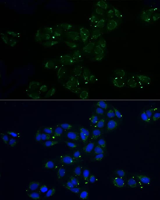 Immunocytochemistry/ Immunofluorescence: MRPL32 Antibody - BSA Free [NBP2-95121] - Immunofluorescence analysis of U2OS cells using MRPL32 Rabbit pAb (A10016) at dilution of 1:100 (40x lens). Blue: DAPI for nuclear staining.