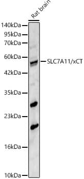 Western Blot: xCT Antibody - Azide and BSA Free [xCT] - Western blot analysis of lysates from Rat brain using xCT Rabbit pAb  at 1:1000 dilution.Secondary antibody: HRP-conjugated Goat anti-Rabbit IgG (H+L)  at 1:10000 dilution.Lysates/proteins: 25 ug per lane.Blocking buffer: 3% nonfat dry milk in TBST.Detection: ECL Basic Kit .Exposure time: 90s.