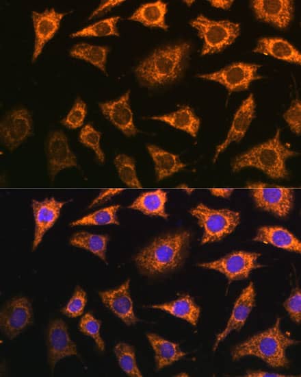 Immunocytochemistry/ Immunofluorescence: PDHA2 Antibody - Azide and BSA Free [NBP2-95157] - Immunofluorescence analysis of L929 cells using PDHA2 Rabbit pAb (A14994) at dilution of 1:100 (40x lens). Secondary antibody: Cy3 Goat Anti-Rabbit IgG (H+L) (AS007) at 1:500 dilution. Blue: DAPI for nuclear staining.