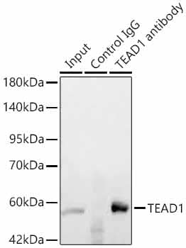 Immunoprecipitation: TEAD1 Antibody - Azide and BSA Free [TEAD1] - Immunoprecipitation of TEAD1 in 600 ug extracts from mouse heart using 3 ug TEAD1 Rabbit pAb . Western blot analysis was performed using TEAD1 Rabbit pAb  at 1:200 dilution.
