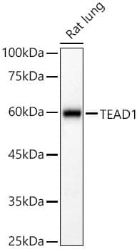 Western Blot: TEAD1 Antibody - Azide and BSA Free [TEAD1] - Western blot analysis of lysates from Rat lung using TEAD1 Rabbit pAb  at 1:2000 dilution.Secondary antibody: HRP-conjugated Goat anti-Rabbit IgG (H+L)  at 1:10000 dilution.Lysates/proteins: 25 ug per lane.Blocking buffer: 3% nonfat dry milk in TBST.Detection: ECL Basic Kit .Exposure time:90s.
