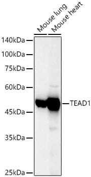 Western Blot: TEAD1 Antibody - Azide and BSA Free [TEAD1] - Western blot analysis of various lysates using TEAD1 Rabbit pAb  at 1:700 dilution incubated overnight at 4C.Secondary antibody: HRP-conjugated Goat anti-Rabbit IgG (H+L)  at 1:10000 dilution.Lysates/proteins: 25 ug per lane.Blocking buffer: 3% nonfat dry milk in TBST.Detection: ECL Basic Kit .Exposure time: 28s.