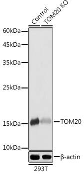<b>Genetic Strategies Validation. </b>Western Blot: TOMM20 Antibody - Azide and BSA Free [TOMM20] - Western blot analysis of lysates from wild type (WT) and TOMM20 knockout (KO) 293T cells, using [KO Validated] TOMM20 Rabbit pAb  at 1:3000 dilution.Secondary antibody: HRP-conjugated Goat anti-Rabbit IgG (H+L)  at 1:10000 dilution.Lysates/proteins: 25ug per lane.Blocking buffer: 3% nonfat dry milk in TBST.Detection: ECL Basic Kit .Exposure time: 1s.