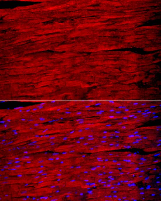 Immunocytochemistry/ Immunofluorescence: Myosin Heavy Chain 1 Antibody - Azide and BSA Free [Myosin Heavy Chain 1] - Immunofluorescence analysis of paraffin-embedded mouse heart using Myosin Heavy Chain 1 Rabbit pAb  at dilution of 1:100 (40x lens). Secondary antibody: Cy3-conjugated Goat anti-Rabbit IgG (H+L)  at 1:500 dilution. Blue: DAPI for nuclear staining.