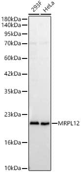 Western Blot: MRPL12 Antibody - BSA Free [MRPL12] - Western blot analysis of various lysates using MRPL12 Rabbit pAb  at 1:1000 dilution. Secondary antibody: HRP Goat Anti-Rabbit IgG (H+L)  at 1:10000 dilution. Lysates / proteins: 25 ug per lane. Blocking buffer: 3 % nonfat dry milk in TBST. Detection: ECL Basic Kit . Exposure time: 30s.