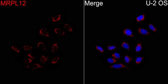 Immunocytochemistry/ Immunofluorescence: MRPL12 Antibody - BSA Free [MRPL12] - Immunofluorescence analysis of U-2 OS cells using MRPL12 Rabbit pAb  at a dilution of 1:100 (40x lens). Secondary antibody: Cy3-conjugated Goat anti-Rabbit IgG (H+L) at 1:500 dilution. Blue: DAPI for nuclear staining.