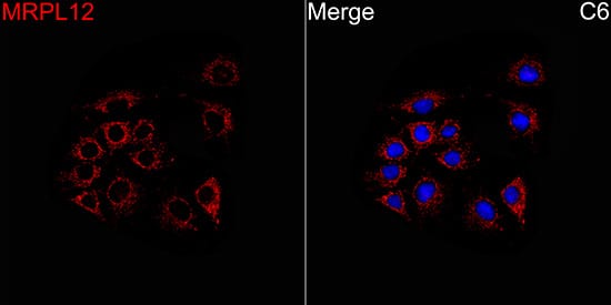 Immunocytochemistry/ Immunofluorescence: MRPL12 Antibody - BSA Free [MRPL12] - Immunofluorescence analysis of C6 cells using MRPL12 Rabbit pAb  at a dilution of 1:100 (40x lens). Secondary antibody: Cy3-conjugated Goat anti-Rabbit IgG (H+L) at 1:500 dilution. Blue: DAPI for nuclear staining.