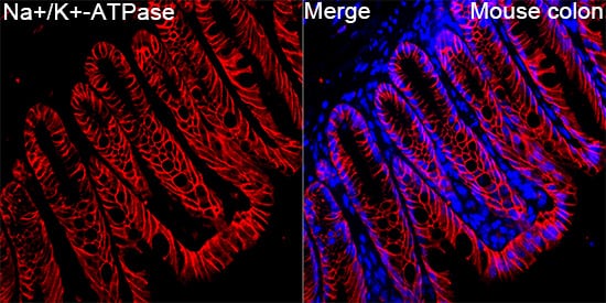 Immunocytochemistry/ Immunofluorescence: Sodium Potassium ATPase Alpha 1 Antibody - Azide and BSA Free [Sodium Potassium ATPase Alpha 1] - Immunofluorescence analysis of paraffin-embedded Mouse colon tissue using Sodium Potassium ATPase Alpha 1 Rabbit pAb  at a dilution of 1:200 (40x lens). Secondary antibody: Cy3-conjugated Goat anti-Rabbit IgG (H+L)  at 1:500 dilution. Blue: DAPI for nuclear staining. Perform high pressure antigen retrieval with 0.01 M citrate buffer (pH 6.0) prior to IF staining.