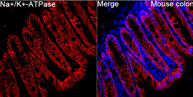 Immunohistochemistry-Paraffin: Sodium Potassium ATPase Alpha 1 Antibody [NBP2-95255] - Analysis of paraffin-embedded Mouse colon tissue using Na+/K+-ATPase Rabbit pAb at a dilution of 1:200 (40x lens). Secondary antibody: Cy3-conjugated Goat anti-Rabbit IgG (H+L) at 1:500 dilution. Blue: DAPI for nuclear staining. Perform high pressure antigen retrieval with 0.01 M citrate buffer (pH 6.0) prior to IF staining.