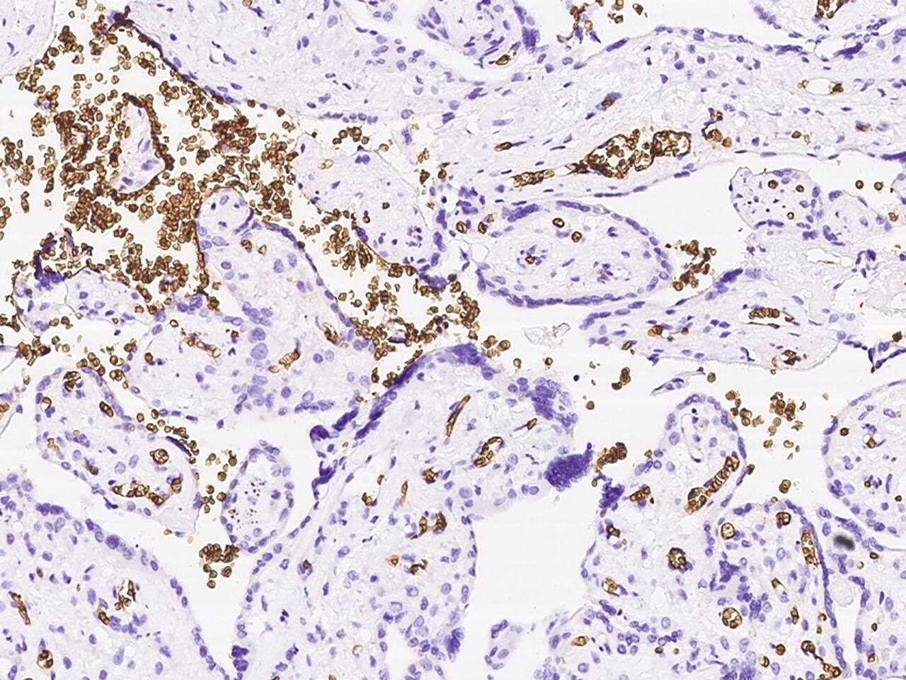 Immunohistochemistry-Paraffin Glycophorin C Antibody - Azide and BSA Free
