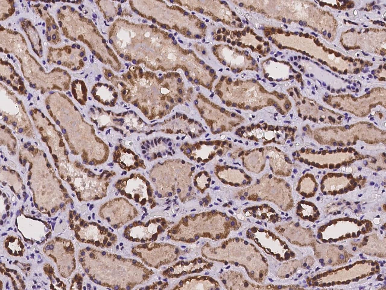 Immunohistochemistry-Paraffin: CMC1 Antibody - BSA Free [NBP2-97239] - Immunochemical staining of human CMC1 in human kidney with NBP2-97239 at 1:500 dilution, formalin-fixed paraffin embedded sections.