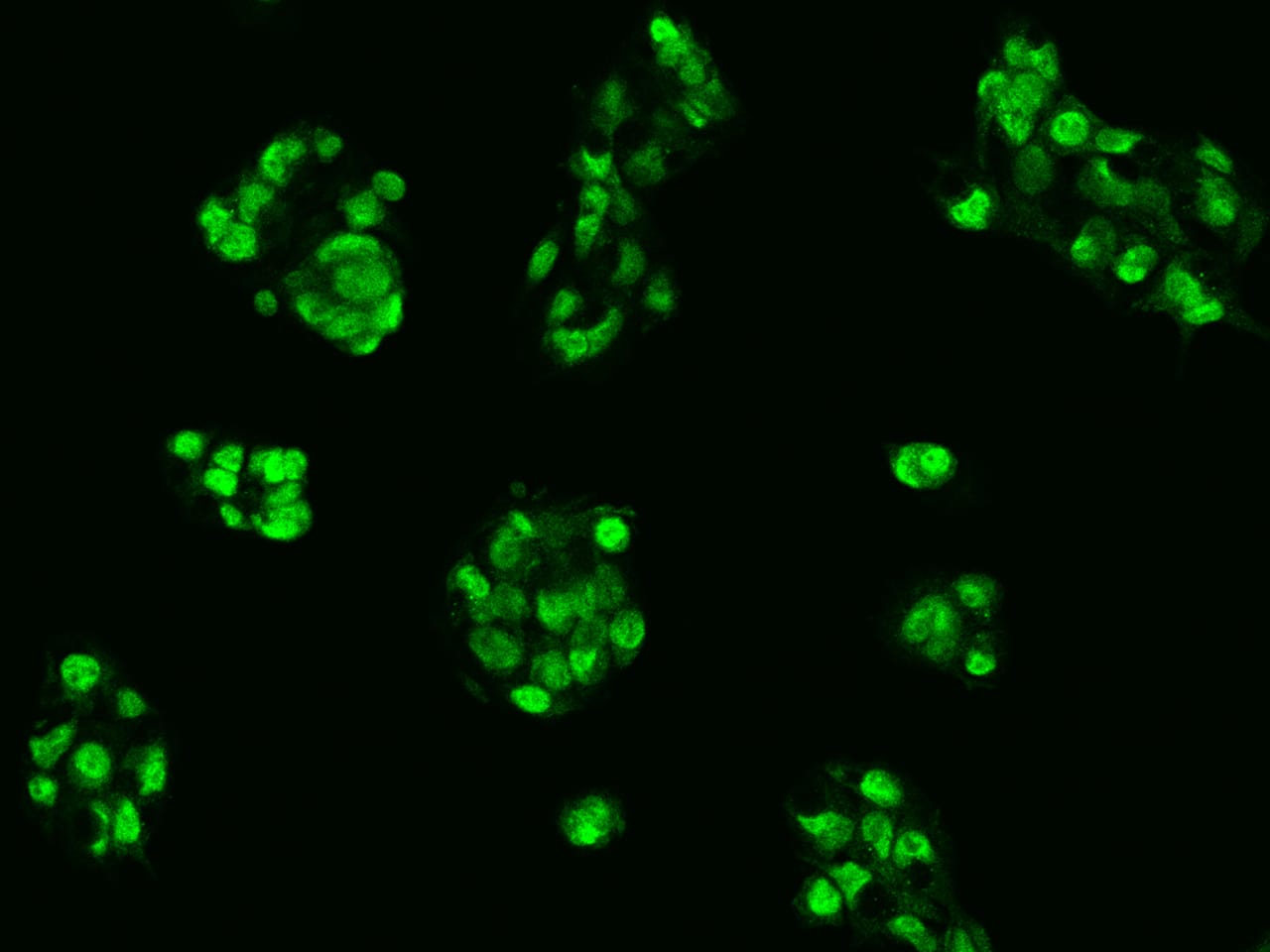 Immunocytochemistry/Immunofluorescence: CRIPT Antibody [NBP2-97253] - Immunofluorescence staining of CRIPT in HepG2 cells. Cells were fixed with 4% PFA, permeabilzed with 0.1% Triton X-100 in PBS, blocked with 10% serum, and incubated with NBP2-97253 antibody (dilution ratio 1:200) at 4C overnight. Then cells were stained with the Alexa Fluor(R)488-conjugated Goat Anti-rabbit IgG secondary antibody (green). Positive staining was localized to Nucleus.
