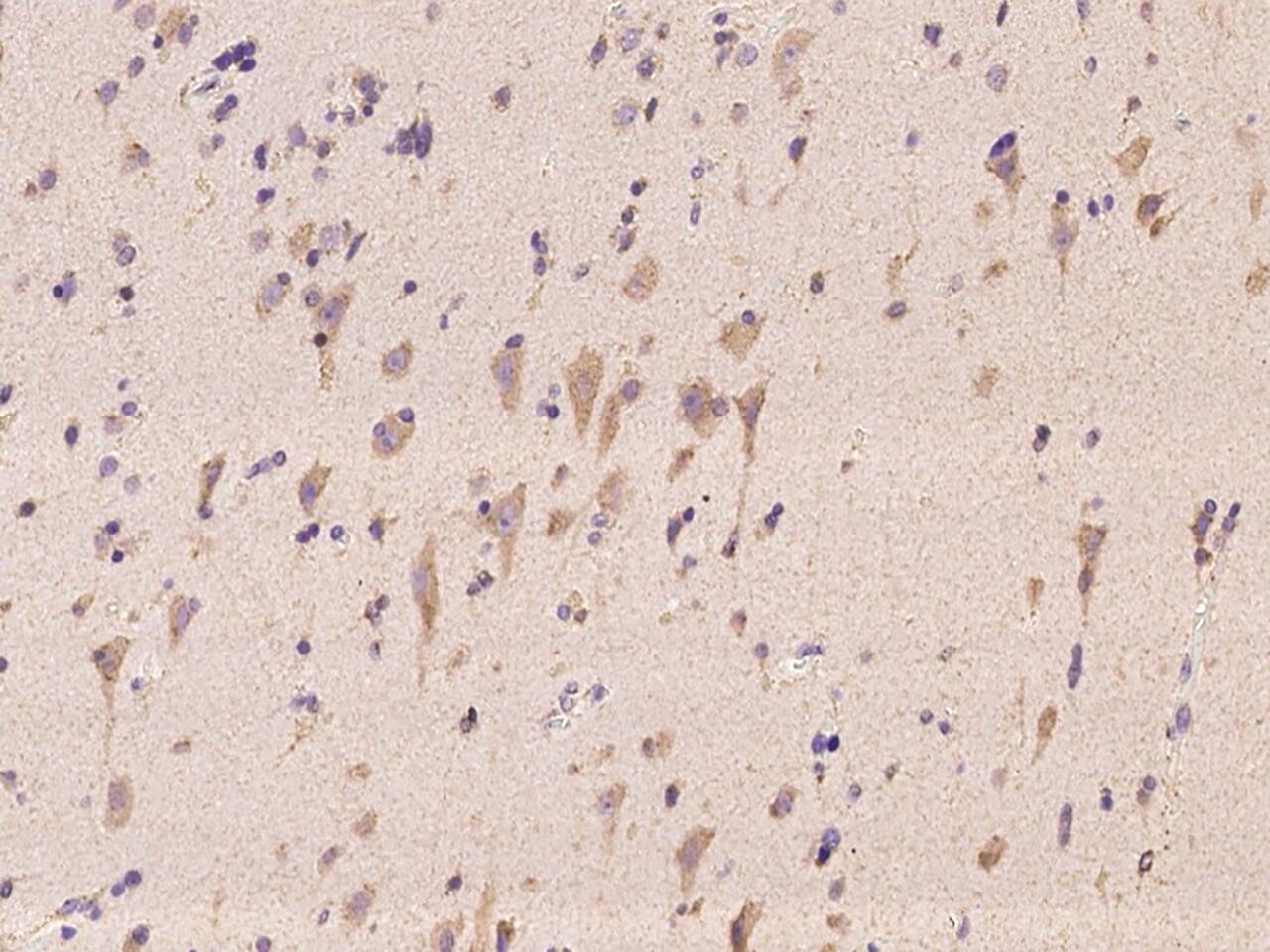 Immunohistochemistry-Paraffin: STYX Antibody - BSA Free [NBP2-97319] - Immunochemical staining of human STYX in human brain with NBP2-97319 at 1:100 dilution, formalin-fixed paraffin embedded sections.