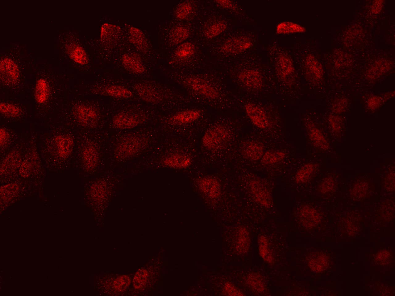 Immunocytochemistry/Immunofluorescence: WBP11 Antibody [NBP2-97493] - Immunofluorescence staining of WBP11 in U2OS cells. Cells were fixed with 4% PFA, permeabilzed with 0.1% Triton X-100 in PBS, blocked with 10% serum, and incubated with NBP2-97493 antibody (dilution ratio 1:100) at 4C overnight. Then cells were stained with the Alexa Fluor(R)594-conjugated Goat Anti-rabbit IgG secondary antibody (red). Positive staining was localized to Nucleus and cytoplasm.