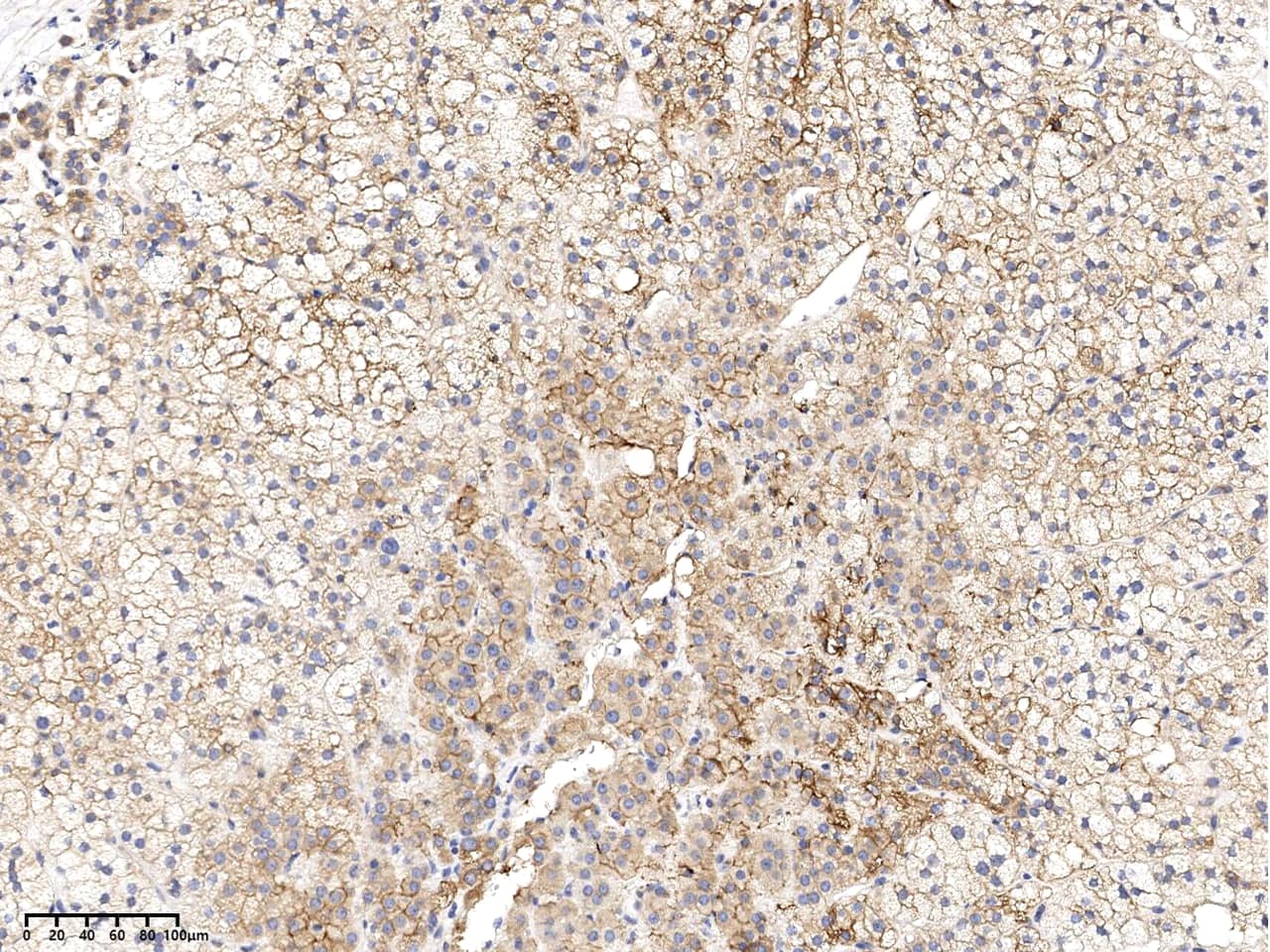 Immunohistochemistry-Paraffin: SLC1A4 Antibody [NBP2-97677] - Immunochemical staining of human SLC1A4 in human adrenal gland with NBP2-97677 at 1:1000 dilution, formalin-fixed paraffin embedded sections.