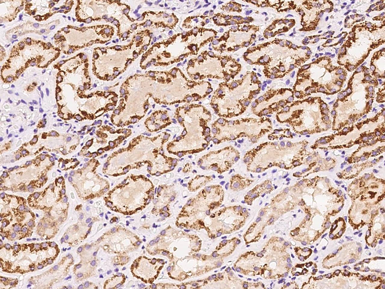 Immunohistochemistry-Paraffin: HSDL2 Antibody - BSA Free [NBP2-97749] - Immunochemical staining of human HSDL2 in human kidney with NBP2-97749 at 1:200 dilution, formalin-fixed paraffin embedded sections.