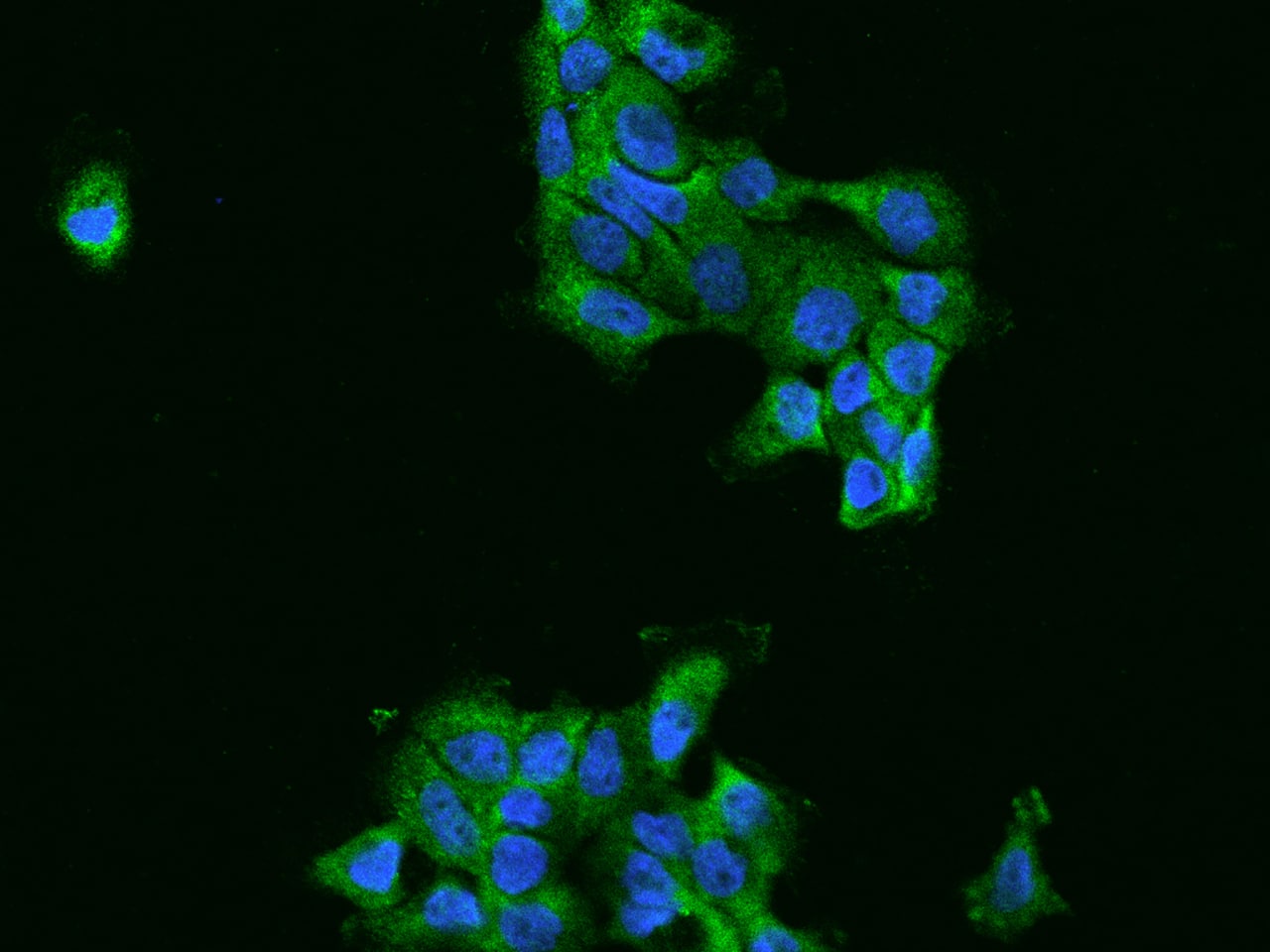 Immunocytochemistry/ Immunofluorescence FARSLA Antibody - BSA Free