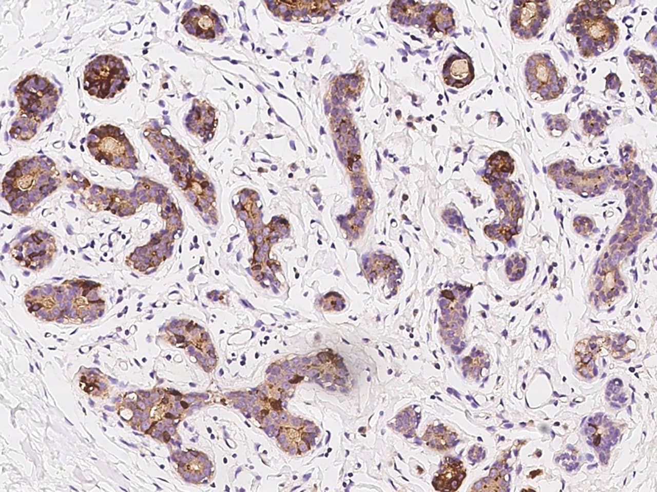 Immunohistochemistry-Paraffin: ZAG Antibody - BSA Free [NBP2-97955] - Immunochemical staining of human ZAG in human breast with NBP2-97955 at 1:1000 dilution, formalin-fixed paraffin embedded sections.