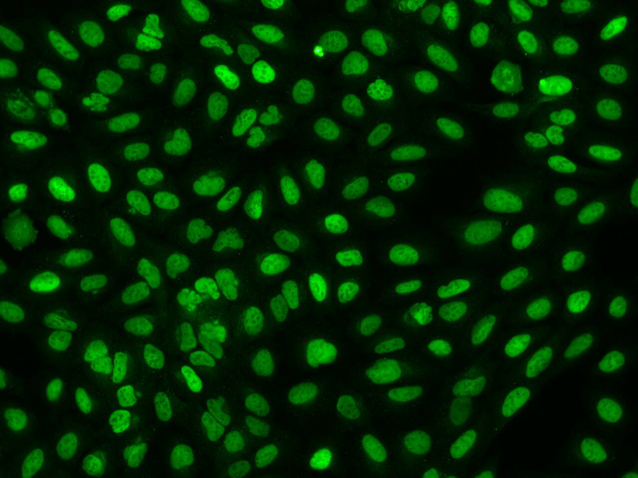 Immunocytochemistry/ Immunofluorescence: FAM111B Antibody - BSA Free [NBP2-97985] - Immunofluorescence staining of FAM111B in U2OS cells. Cells were fixed with 4% PFA, permeabilzed with 0.1% Triton X-100 in PBS,blocked with 10% serum, and incubated with NBP2-97985 (dilution ratio 1:200) at 4 overnight. Then cells were stained with the Alexa Fluor488-conjugated Goat Anti-rabbit IgG secondary antibody (green). Positive staining was localized to Nucleus.