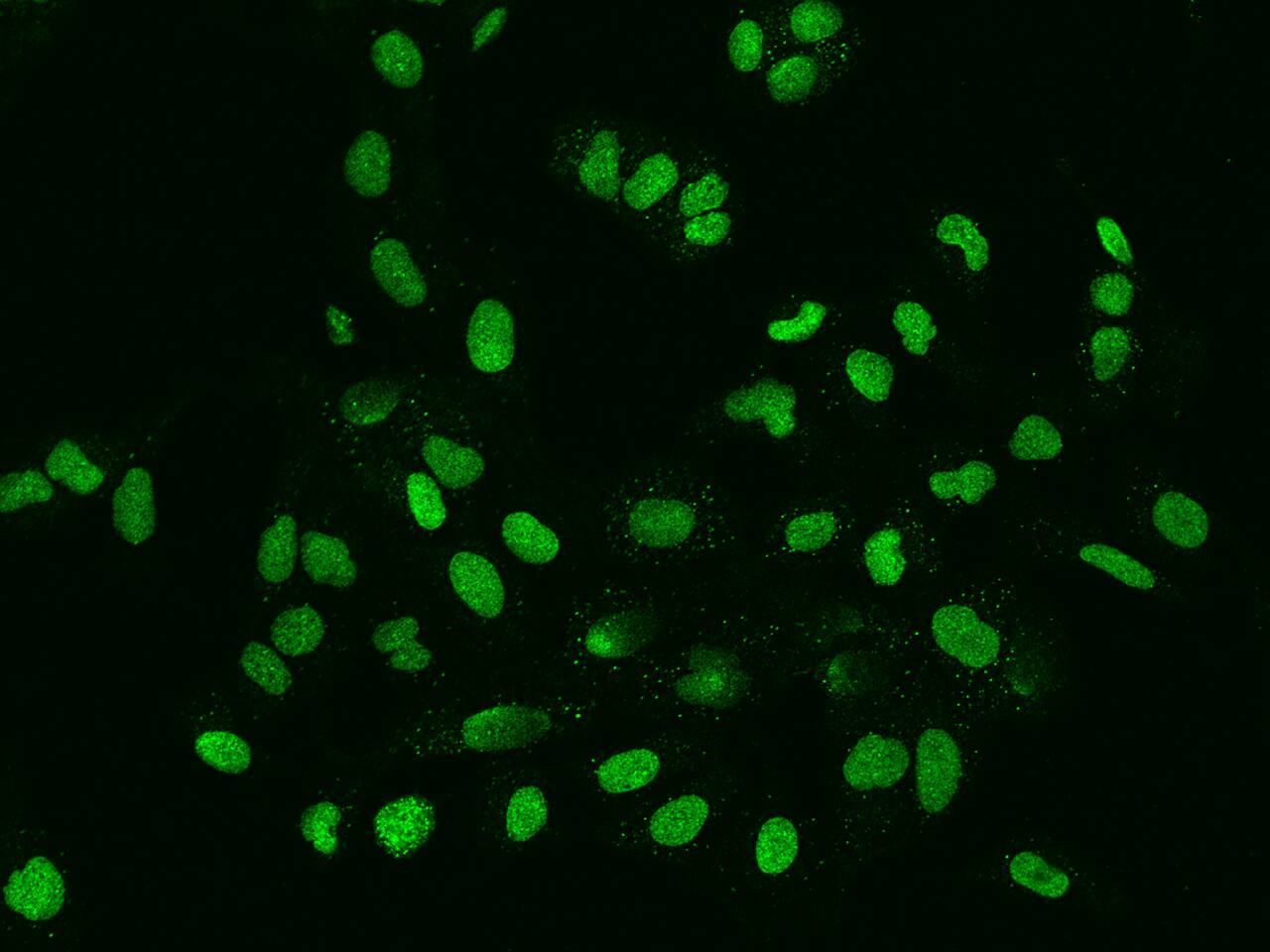 Immunocytochemistry/ Immunofluorescence FAM217B Antibody - BSA Free