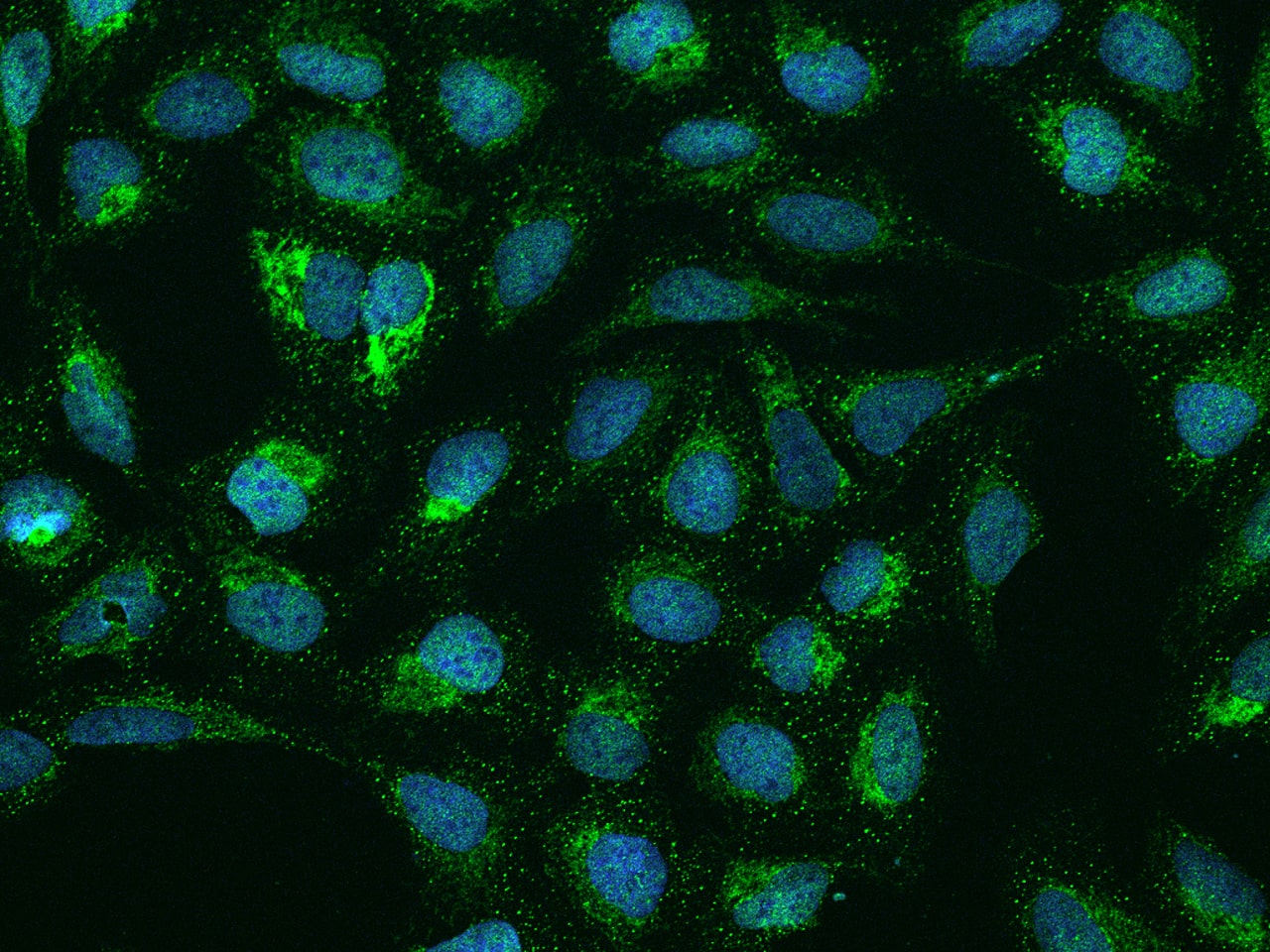 Immunocytochemistry/Immunofluorescence: SMIM4 Antibody [NBP2-98129] - Immunofluorescence staining of SMIM4 in U2OS cells. Cells were fixed with 4% PFA, permeabilzed with 0.1% Triton X-100 in PBS, blocked with 10% serum, and incubated with NBP2-98129 antibody (dilution ratio 1:200) at 4C overnight. Then cells were stained with the Alexa Fluor(R)488-conjugated Goat Anti-rabbit IgG Secondary antibody (green) and counterstained with DAPI (blue).Positive staining was localized to Nucleus and Cytoplasm.