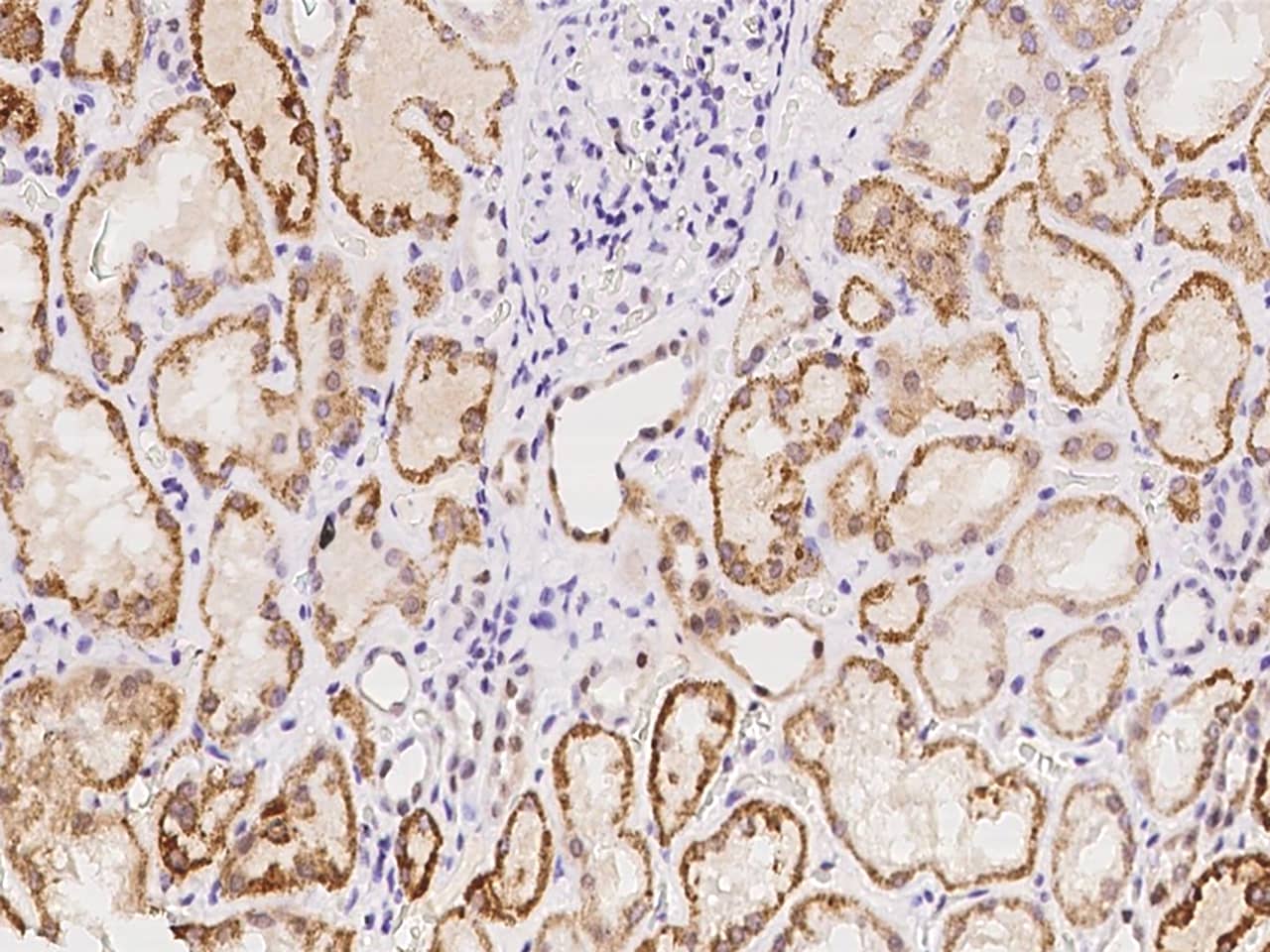 Immunohistochemistry-Paraffin: GLYATL1 Antibody - BSA Free [NBP2-98175] - Immunochemical staining of human GLYATL1 in human kidney with NBP2-98175 at 1:100 dilution, formalin-fixed paraffin embedded sections.