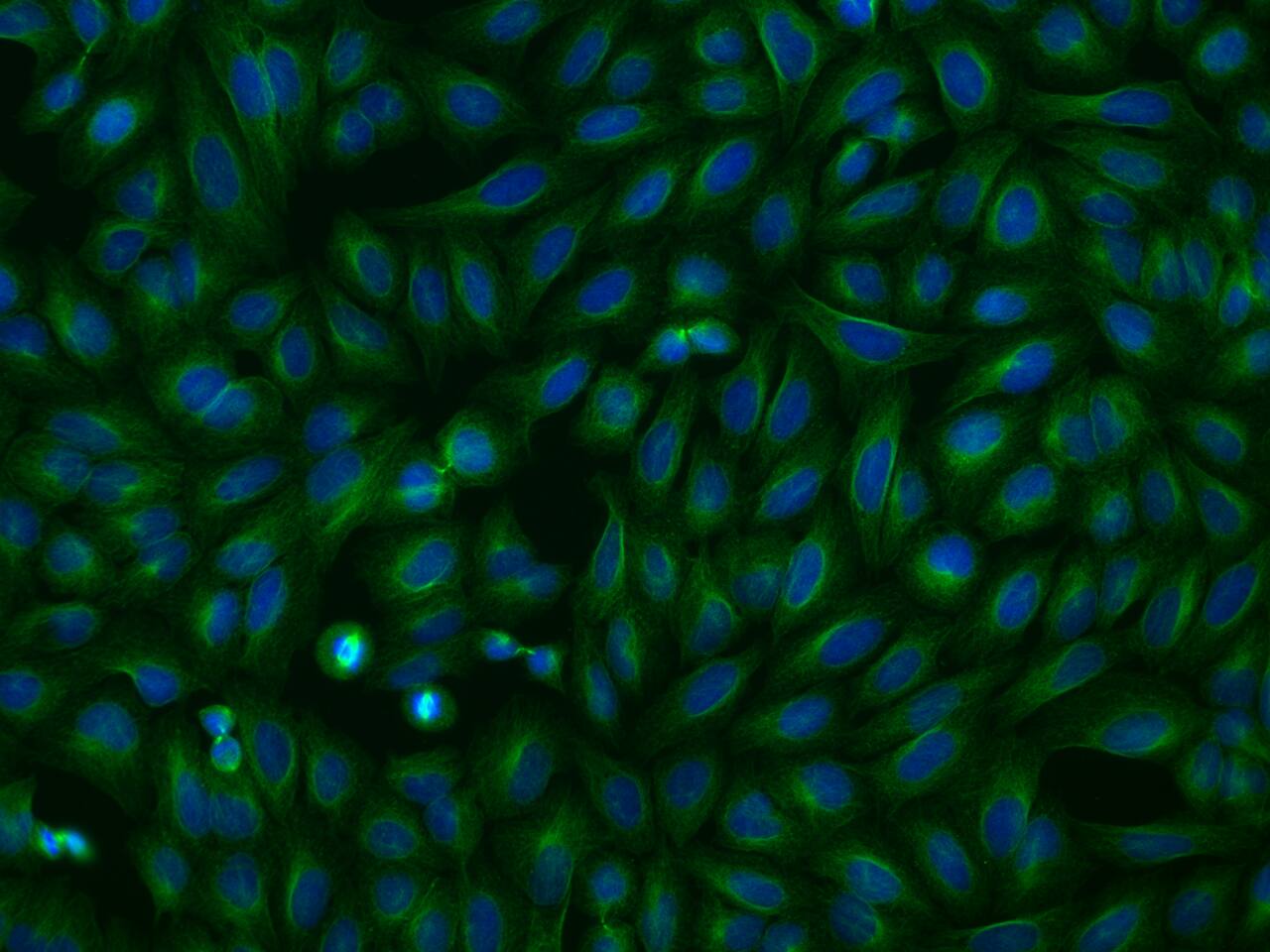 Immunocytochemistry/ Immunofluorescence OPAL1 Antibody - BSA Free