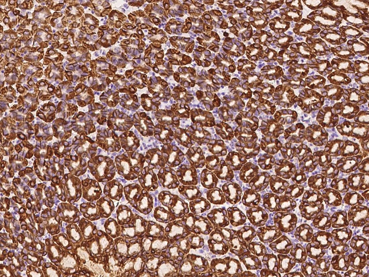 Immunohistochemistry-Paraffin: Cathepsin E Antibody - BSA Free [NBP2-98304] - Immunochemical staining of Cathepsin E in mouse stomach with NBP2-98304 at 1:300 dilution, formalin-fixed paraffin embedded sections.