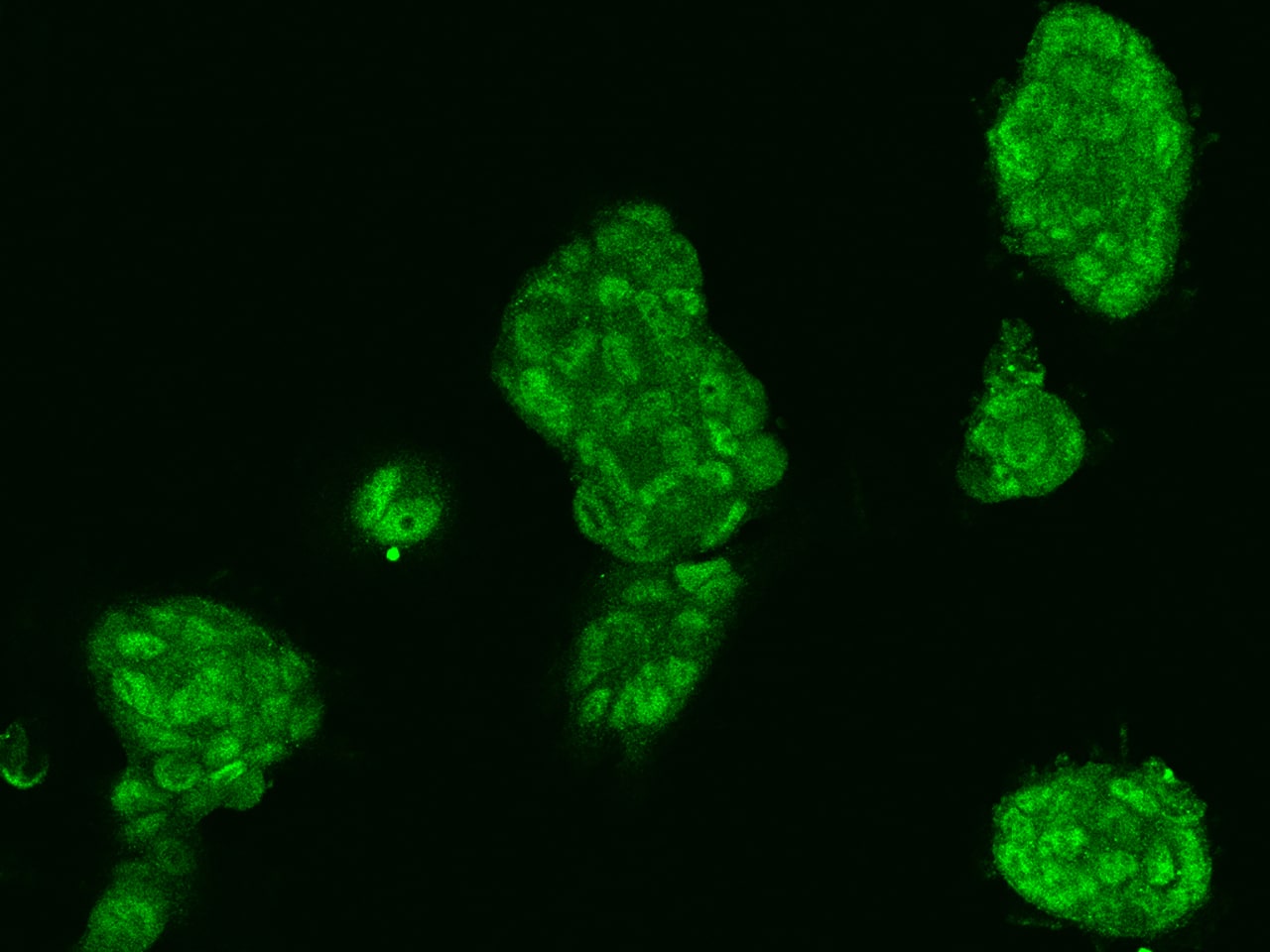 Immunocytochemistry/Immunofluorescence: MCTP2 Antibody [NBP2-98643] - Immunofluorescence staining of MCTP2 in RT4 cells. Cells were fixed with 4% PFA, permeabilzed with 0.1% Triton X-100 in PBS, blocked with 10% serum, and incubated with NBP2-98643 antibody (dilution ratio 1:200) at 4C overnight. Then cells were stained with the Alexa Fluor(R)488-conjugated Goat Anti-rabbit IgG secondary antibody (green). Positive staining was localized to Nucleus and Cytoplasm.