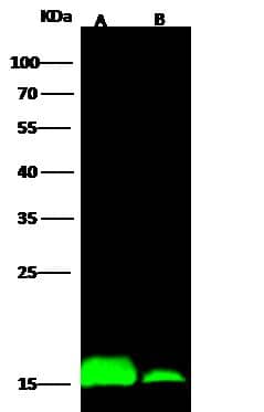  IFITM1 Antibody [NBP2-98695] -Lane A: K562 Whole Cell Lysate Lane B: Jurkat Whole Cell Lysate Lysates/proteins at 30 ug per lane. Secondary Goat Anti-Rabbit IgG H&L (Dylight800) at 1/10000 dilution. Developed using the Odyssey technique. Performed under reducing conditions. Predicted band size:14 kDa Observed band size:15 kDa