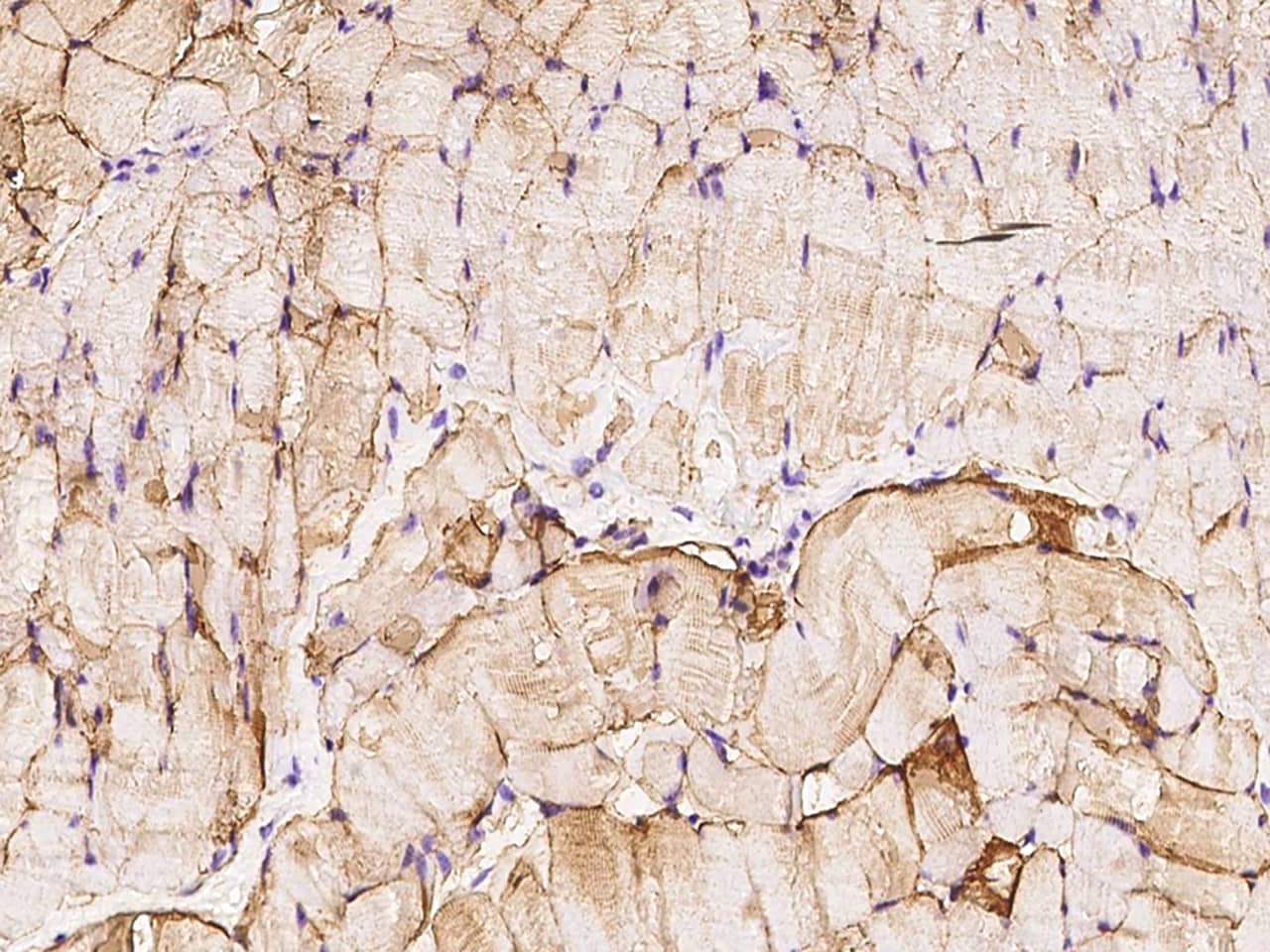 Immunohistochemistry-Paraffin: Caveolin-3 Antibody [NBP2-98712] - Immunochemical staining of Caveolin-3 in mouse skeletal muscle with NBP2-98712 at 1:2000 dilution, formalin-fixed paraffin embedded sections.