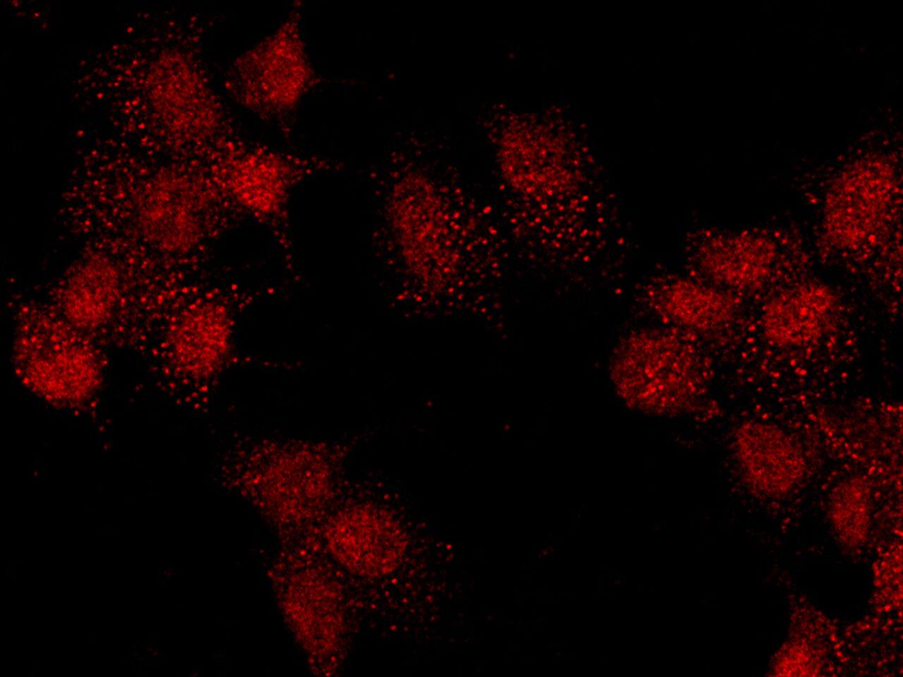 Immunocytochemistry/Immunofluorescence: PBX1 Antibody [NBP2-98718] - Immunofluorescence staining of PBX1 in MCF7 cells. Cells were fixed with 4% PFA, blocked with 10% serum, and incubated with NBP2-98718 antibody (1:1000) at 4C overnight. Then cells were stained with the Alexa Fluor(R)594-conjugated Goat Anti-rabbit IgG secondary antibody (red). Positive staining was localized to nucleus.