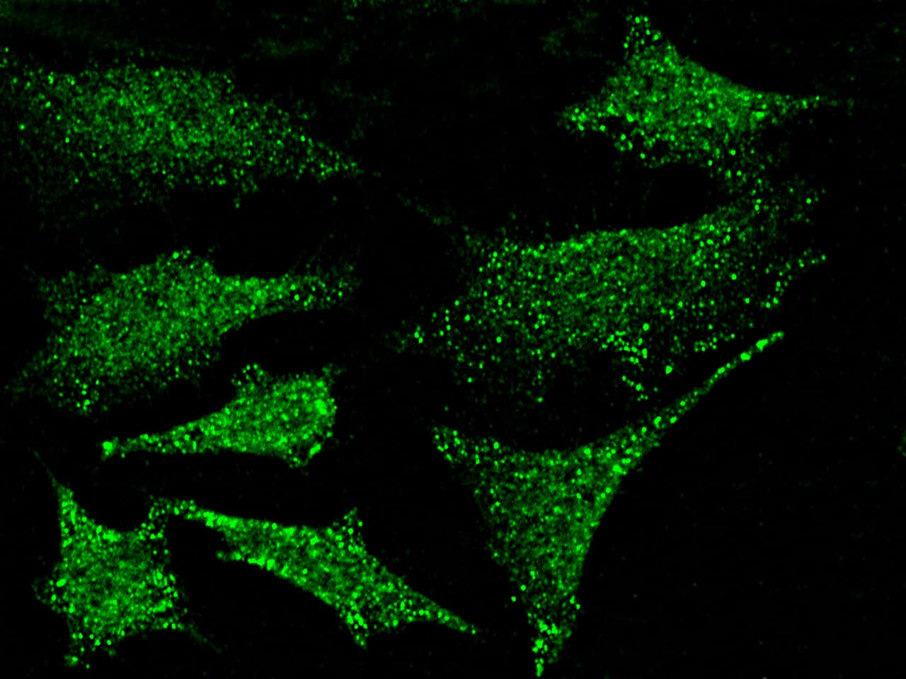 Immunocytochemistry/Immunofluorescence: PKN1 Antibody [NBP2-98761] - Immunofluorescence staining of PKN1 in Hela cells. Cells were fixed with 4% PFA, permeabilzed with 0.3% Triton X-100 in PBS, blocked with 10% serum, and incubated with NBP2-98761 antibody (dilution ratio 1:300) at 4C overnight. Then cells were stained with the Alexa Fluor(R)488-conjugated Goat Anti-rabbit IgG Secondary antibody (green).Positive staining was localized to cytoplasm and nucleus.