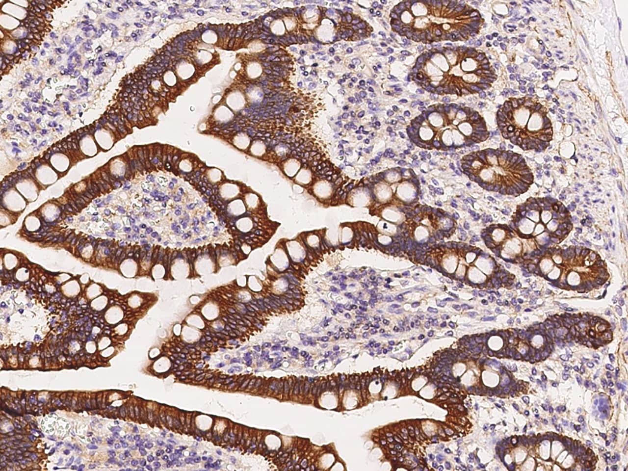Immunohistochemistry-Paraffin: Cytokeratin 12 Antibody - BSA Free [NBP2-99151] - Immunochemical staining of human Cytokeratin 12 in human duodenum with NBP2-99151 at 1:300 dilution, formalin-fixed paraffin embedded sections.