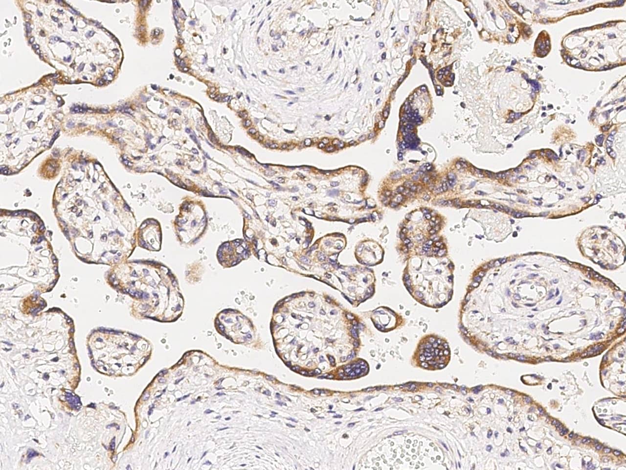 Immunohistochemistry-Paraffin: MAPKAP Kinase 3 Antibody [NBP2-99449] - Immunochemical staining of human MAPKAP Kinase 3 in human placenta with NBP2-99449 (1:1000, formalin-fixed paraffin embedded sections).