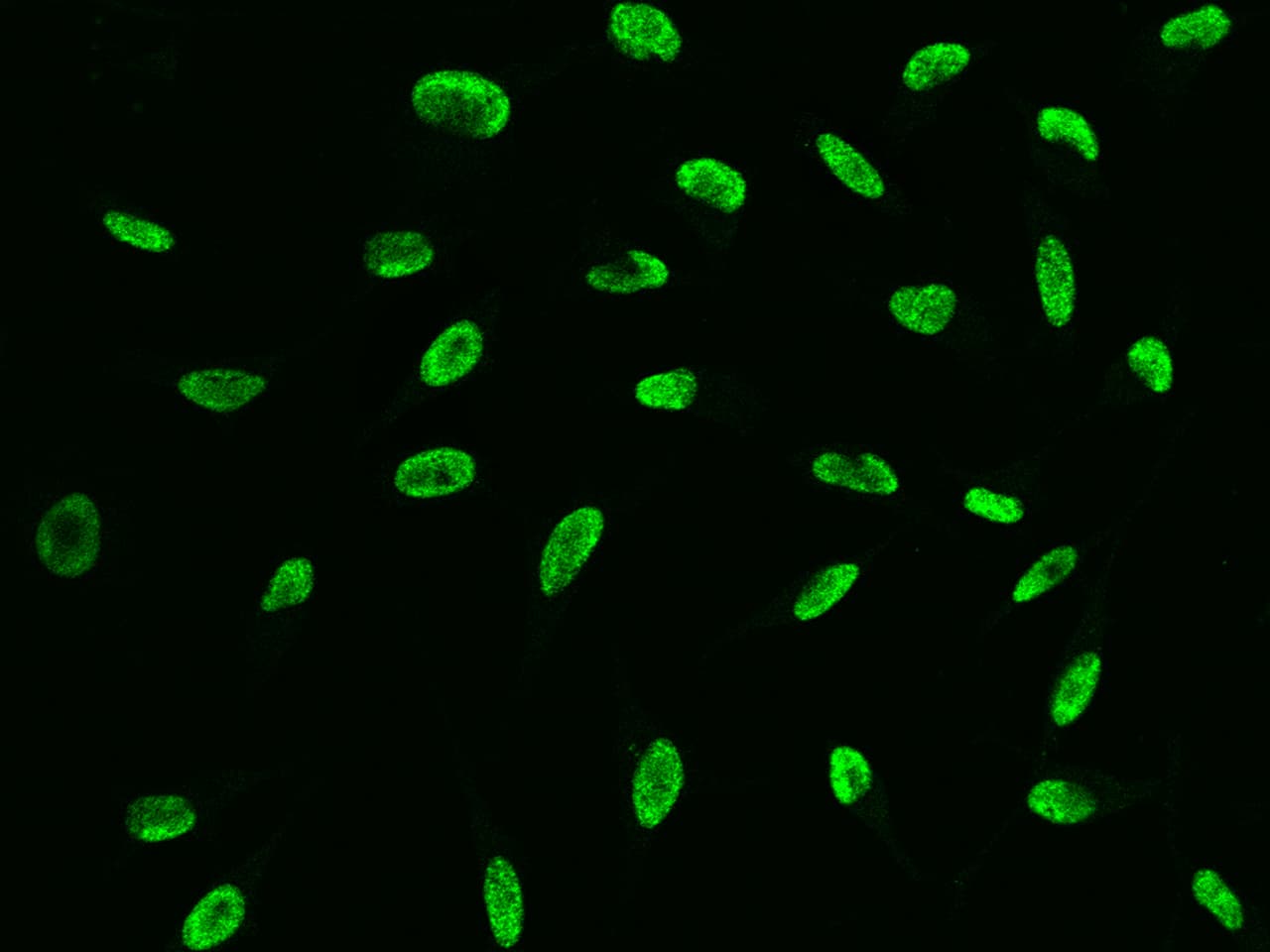 Immunocytochemistry/Immunofluorescence: DC8 Antibody [NBP2-99483] - Immunofluorescence staining of DC8 in HeLa cells. Cells were fixed with 4% PFA, permeabilzed with 0.1% Triton X-100 in PBS, blocked with 10% serum, and incubated with NBP2-99483 antibody (dilution ratio 1:5000) at 4C overnight. Then cells were stained with the Alexa Fluor(R)488-conjugated Goat Anti-rabbit IgG secondary antibody (green). Positive staining was localized to Nucleus .