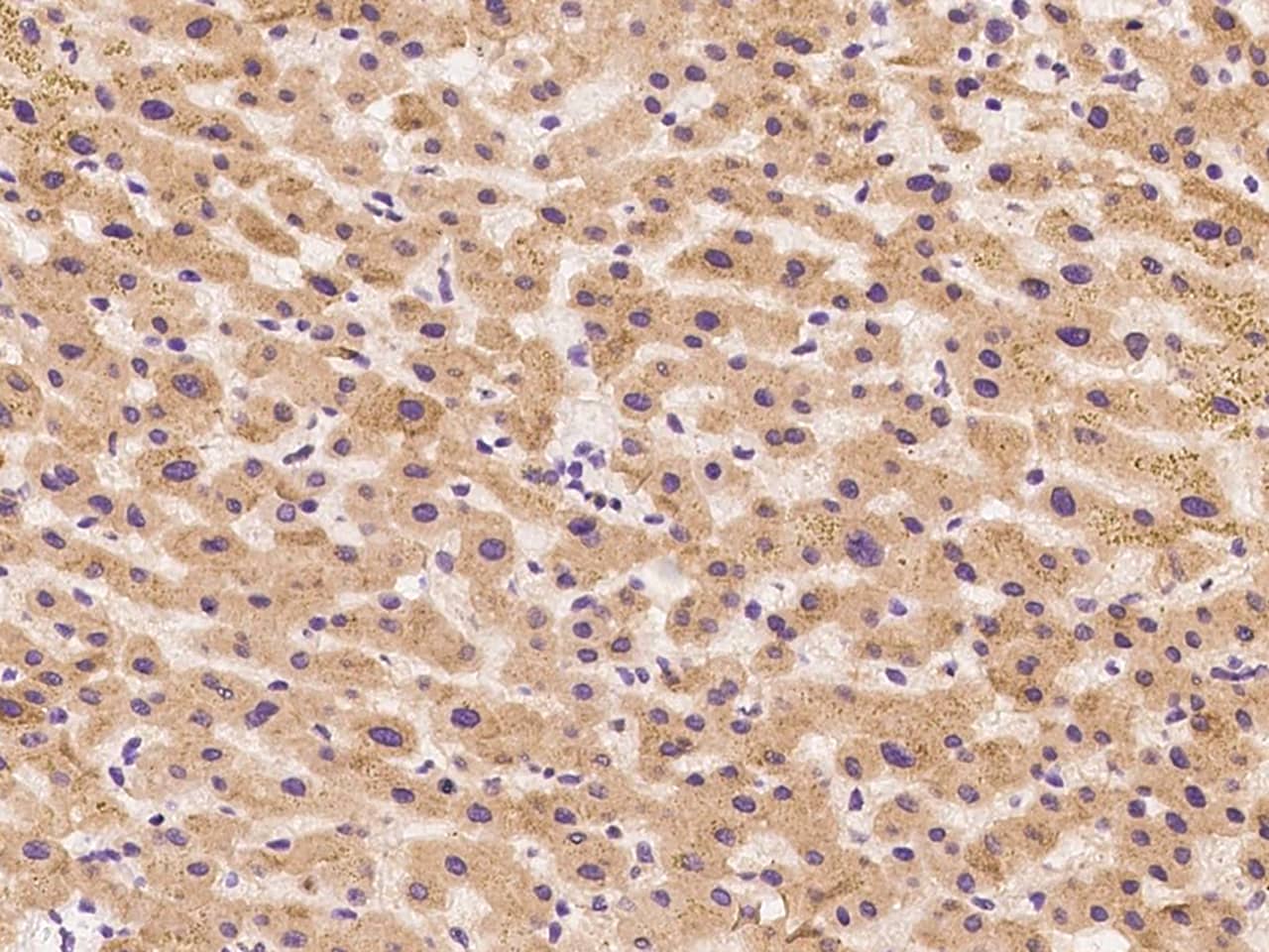 Immunohistochemistry-Paraffin: ZAG Antibody [NBP3-00103] - Immunochemical staining of human ZAG in human liver with NBP3-00103 at 1:2000 dilution, formalin-fixed paraffin embedded sections.
