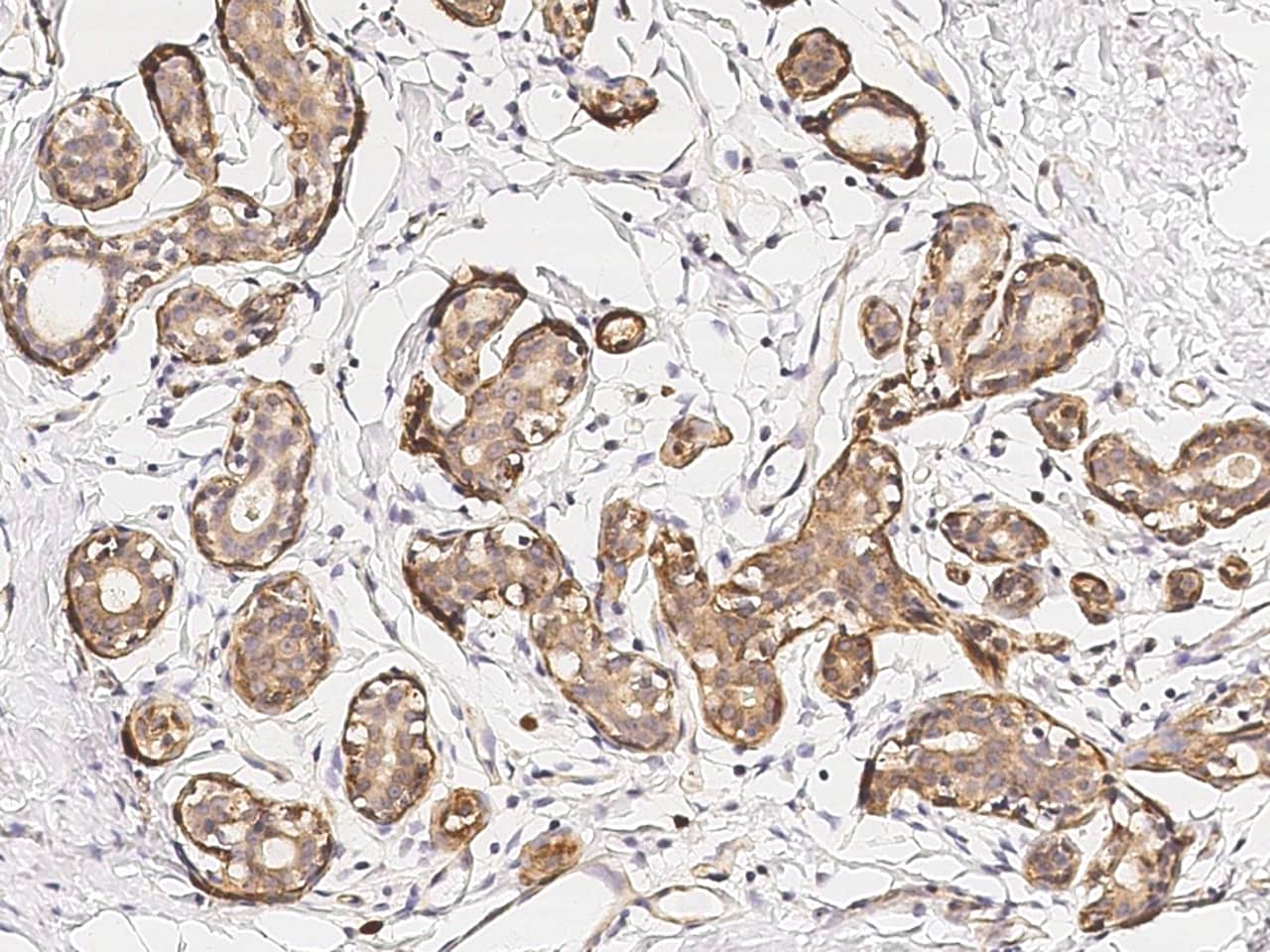Immunohistochemistry-Paraffin GM2A Antibody - Azide and BSA Free